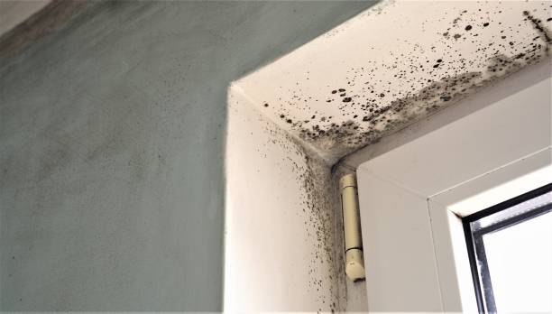 Best Black Mold Removal  in Cedar Hills, UT