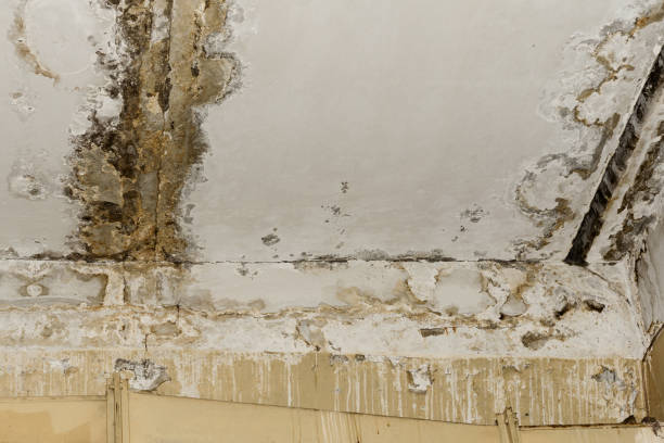 Best Airborne Mold Testing  in Cedar Hills, UT