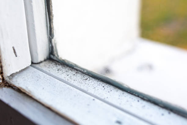 Best Emergency Mold Remediation  in Cedar Hills, UT