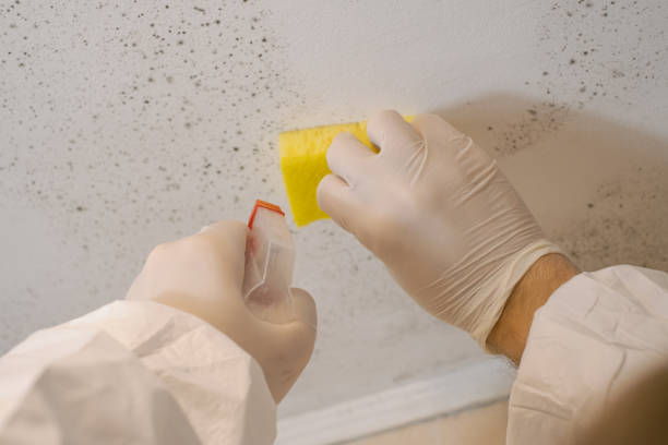 Professional Mold Removal in Cedar Hills, UT